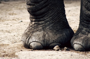 pies de elefante